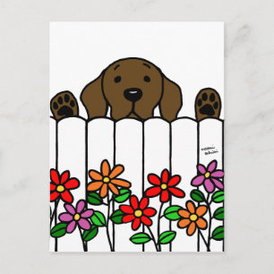 Chocolate Labrador tittar på dig Vykort