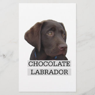 Chocolate Labrador Unik design!