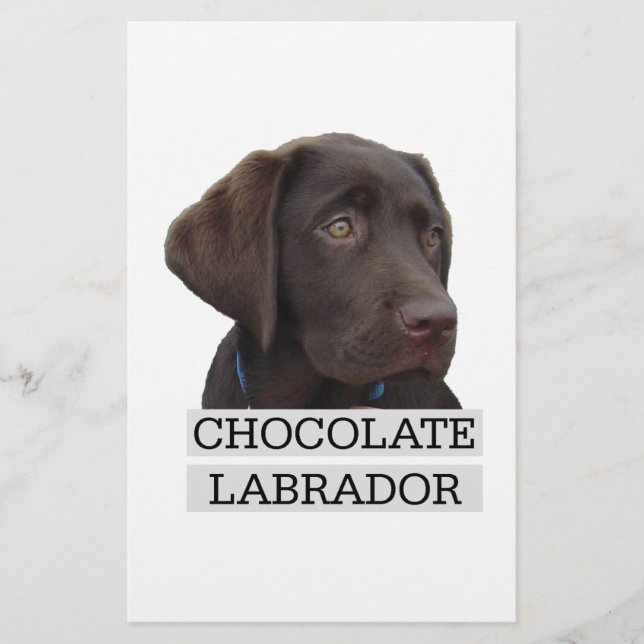 Chocolate Labrador Unik design! (Framsida)