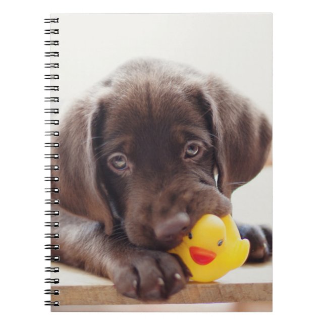 Chocolate Labrador-valp med Leksak Anka Anteckningsbok (Framsidan)