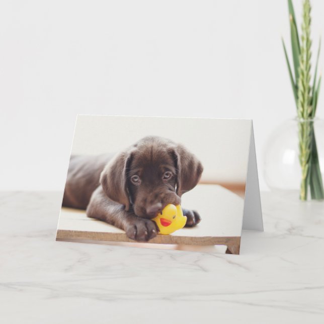 Chocolate Labrador-valp med Leksak Anka Kort (Framsida)