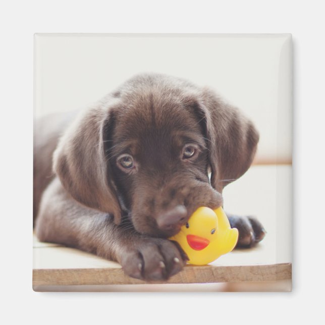 Chocolate Labrador-valp med Leksak Anka Magnet (Framsidan)