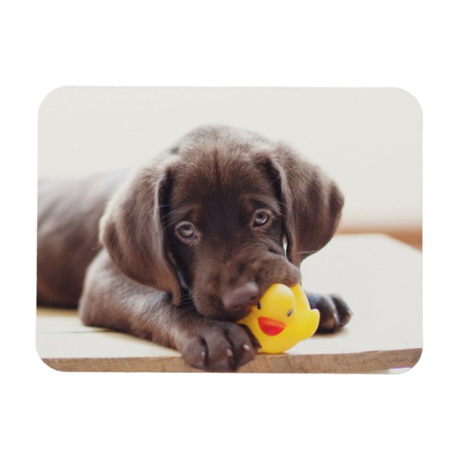 Chocolate Labrador-valp med Leksak Anka Magnet (Horisontell)