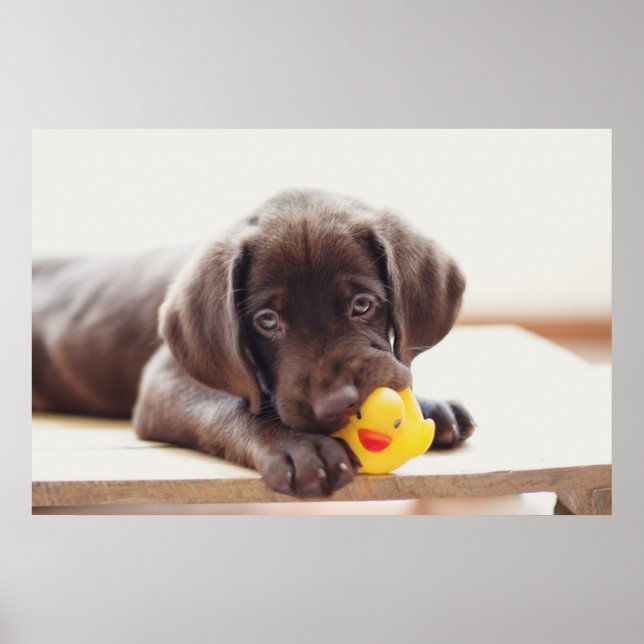 Chocolate Labrador-valp med Leksak Anka Poster (Framsidan)