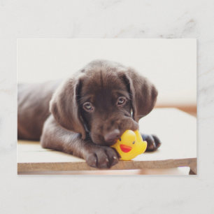 Chocolate Labrador-valp med Leksak Anka Vykort