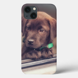 Chocolate Labrador-valpen i bil