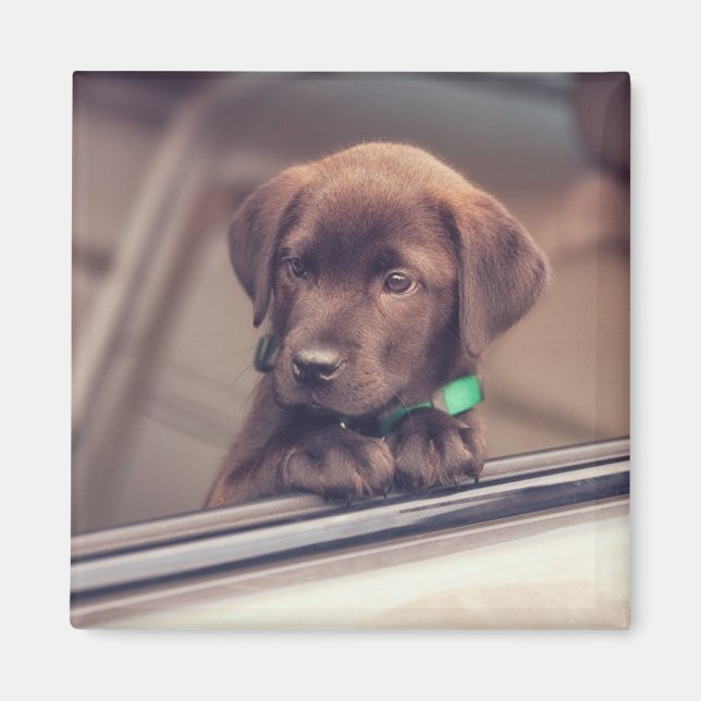 Chocolate Labrador-valpen i bil Magnet (Framsidan)