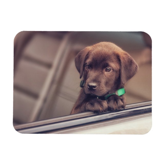 Chocolate Labrador-valpen i bil Magnet (Horisontell)