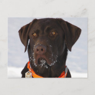 Chocolate Labrador-vykort Vykort