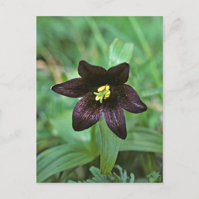 Chocolate Lily Vykort (Framsida)