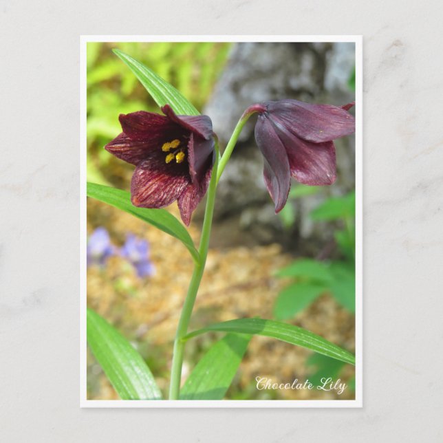 Chocolate Lily Vykort (Framsida)