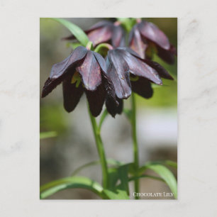 Chocolate Lily:vykort Vykort