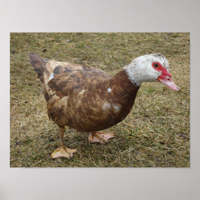 Chocolate Muscovy Anka Poster (Framsidan)
