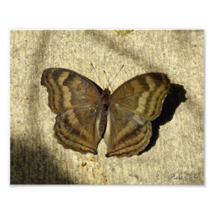 Chocolate Pansy Butterfly Fototryck