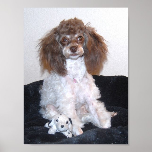 Chocolate Parti Poodle with toy Poster (Framsidan)