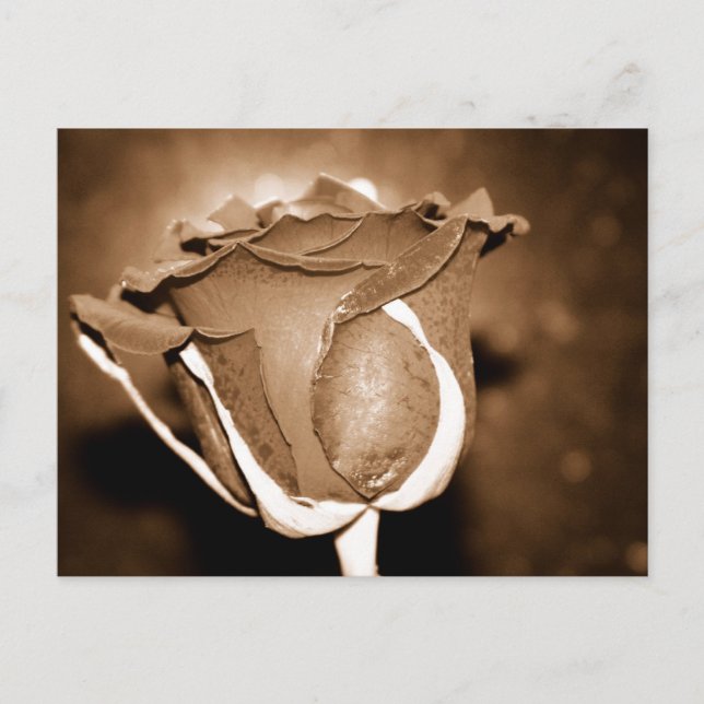 Chocolate Ro Vykort (Framsida)