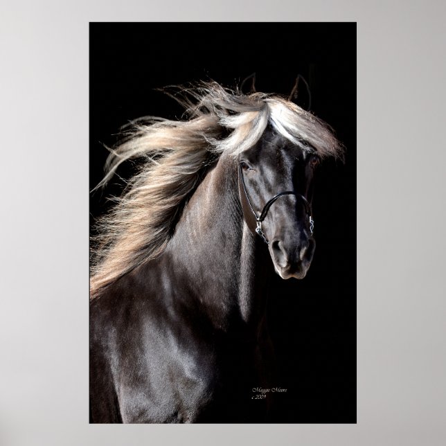 Chocolate Rocky Mountain Horse Poster (Framsidan)