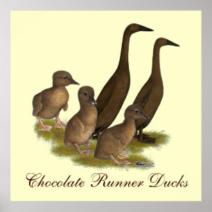 Chocolate Springer Anka-familjen Poster