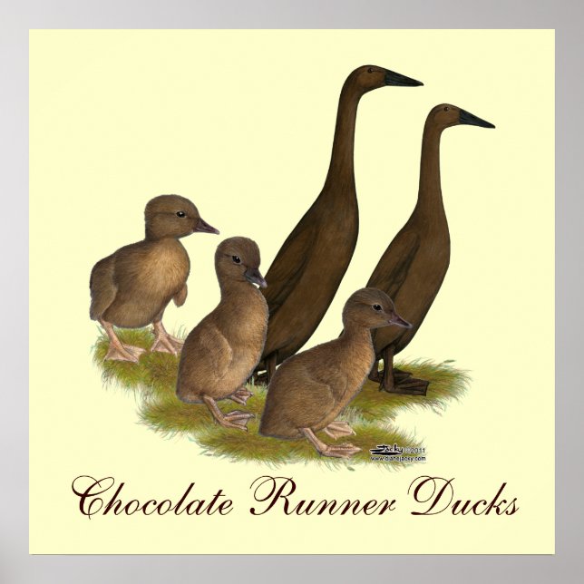 Chocolate Springer Anka-familjen Poster (Framsidan)