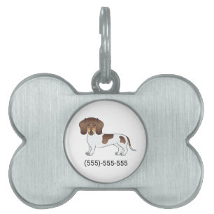Chocolate & Tan Pied Kort hår Dachshund & Nummer ID-bricka Husdjur