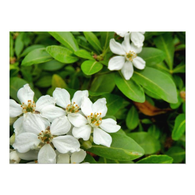 Choisya Ternata Fototryck (Framsidan)