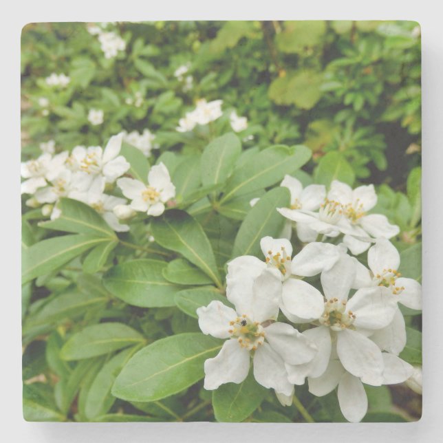 Choisya Ternata Stenunderlägg (Framsidan)