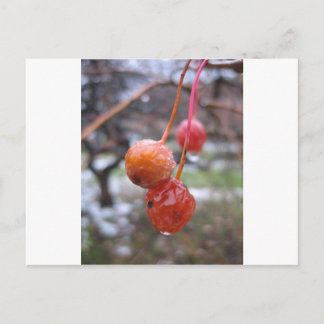 Choke cherry vykort