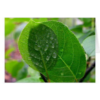 Chokecherry löv i vår hälsningskort