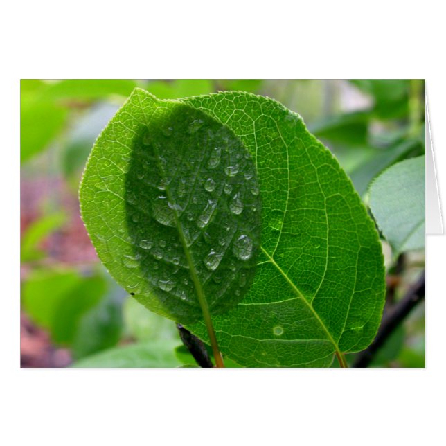 Chokecherry löv i vår hälsningskort (Framsidan Horizontal)