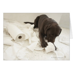 Choklad brun labrador. hälsningskort