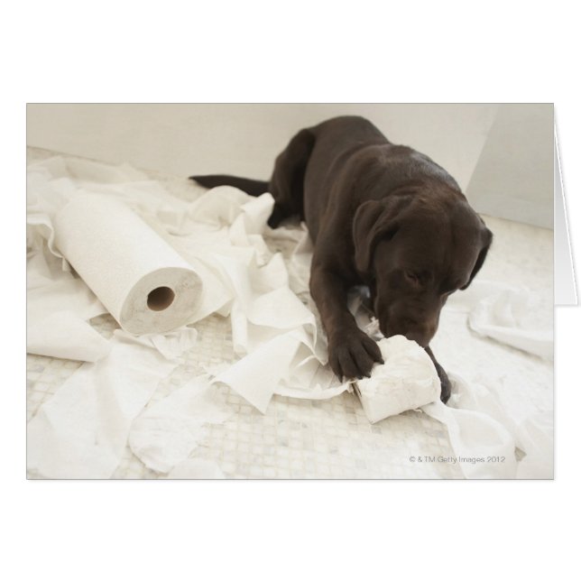 Choklad brun labrador. hälsningskort (Framsidan Horizontal)