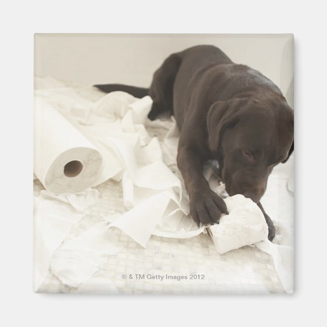 Choklad brun labrador. magnet (Framsidan)