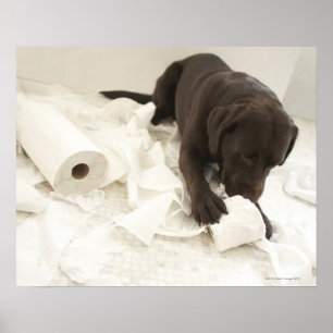 Choklad brun labrador. poster