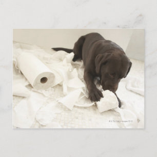 Choklad brun labrador. vykort