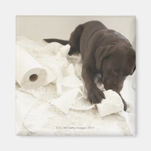 Choklad - bruna labrador. magnet