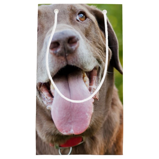 Choklad Lab-Hund (Framsidan)