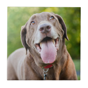 Choklad Lab-Hund Kakelplatta