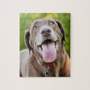 Choklad Lab-Hund Pussel