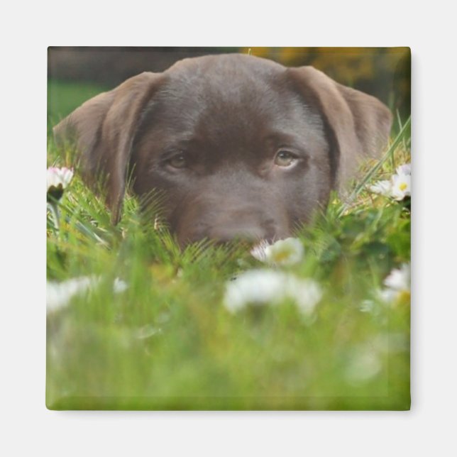 Choklad Lab i Daisy Magnet (Framsidan)