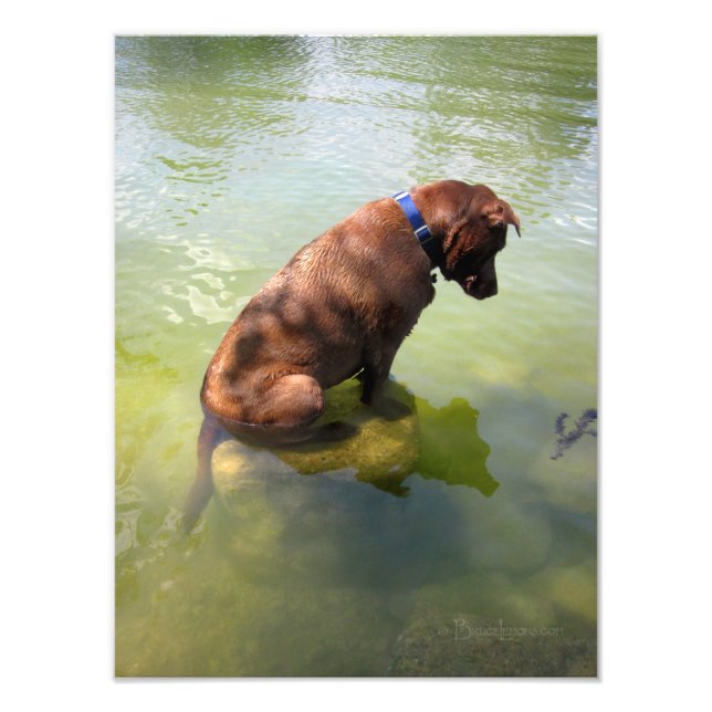 Choklad Lab Pit Mix Hund Fishing 3 Fototryck (Framsidan)
