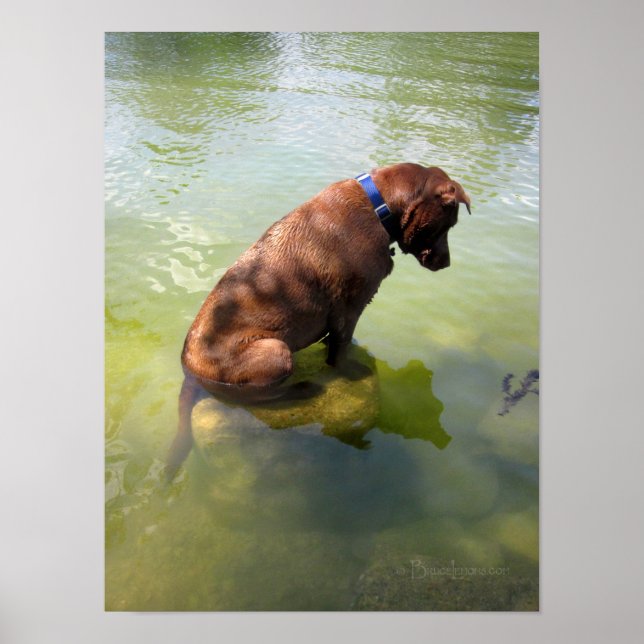 Choklad Lab Pit Mix Hund Fishing 3 Poster (Framsidan)