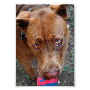 Choklad Lab Pit Mix Hund med Boll 2 Fototryck