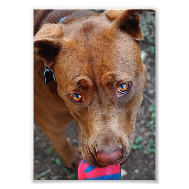 Choklad Lab Pit Mix Hund med Boll 2 Fototryck (Framsidan)