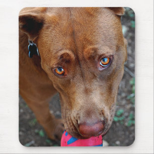Choklad Lab Pit Mix Hund med Boll 2 Musmatta
