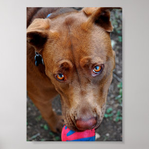 Choklad Lab Pit Mix Hund med Boll 2 Poster