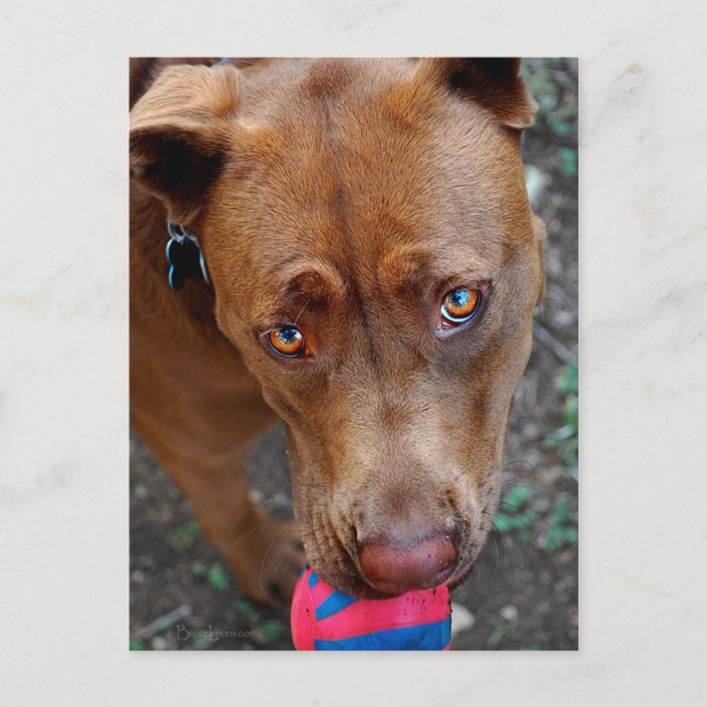 Choklad Lab Pit Mix Hund med Boll 2 Vykort (Framsida)