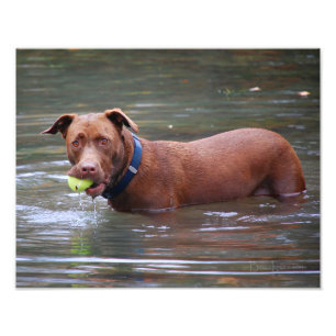 Choklad Lab Pit Mix Hund med Boll Fototryck