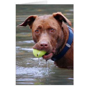 Choklad Lab Pit Mix Hund med Boll Hälsningskort