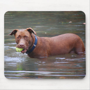 Choklad Lab Pit Mix Hund med Boll Musmatta