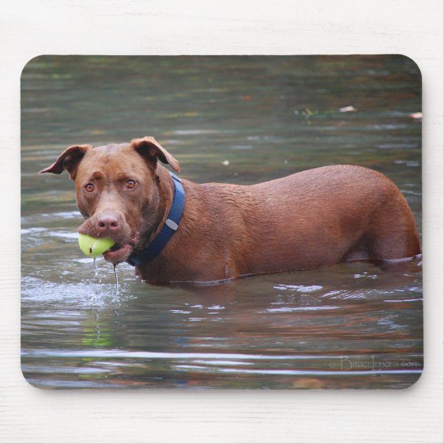 Choklad Lab Pit Mix Hund med Boll Musmatta (Framsidan)